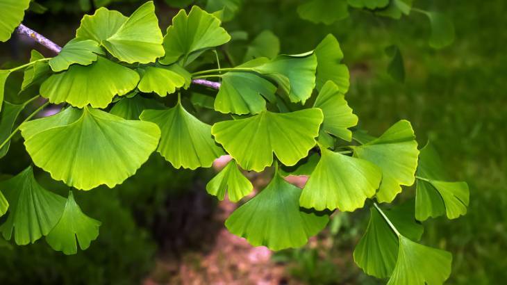 20250218_234336_ginkgo-biloba_331010_1.jpg